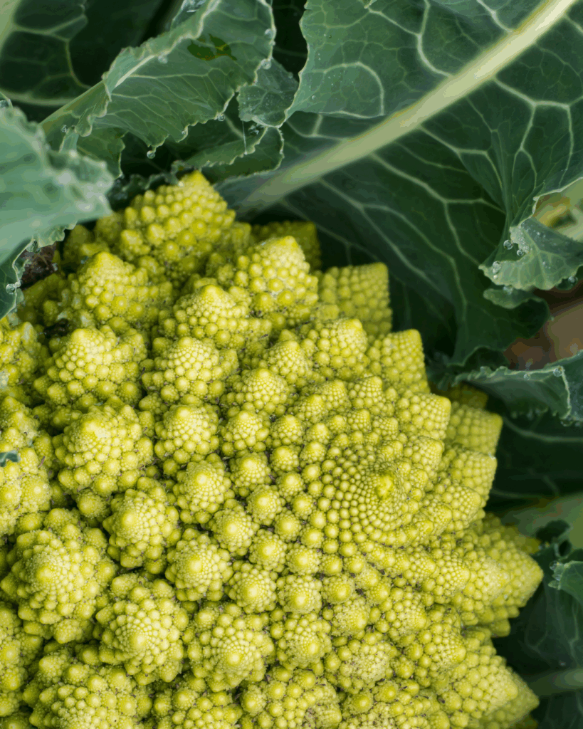 nombre d'or, suite de Fibonacci, chou romanesco, fractale, géométrie sacrée